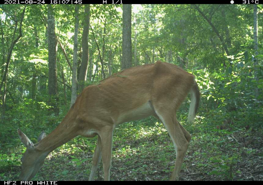 Deer dynamics Student helps unlock mysteries of chronic wasting